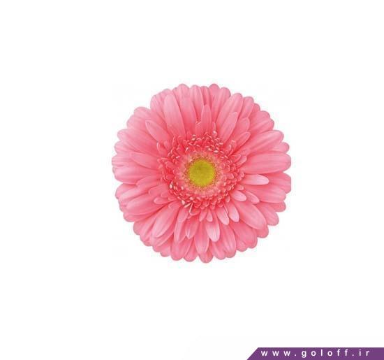 ارسال گل - گل ژربرا لولا - Gerbera | گل آف